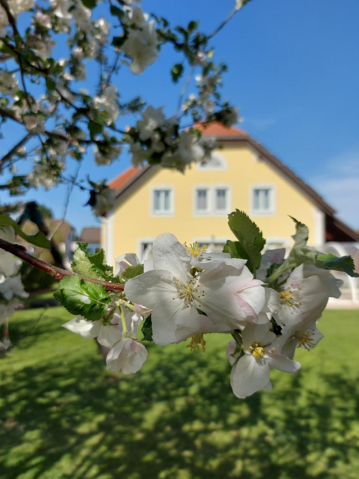 Gaestehaus Familie Trachsler Hotel Rohrendorf bei Krems Buitenkant foto