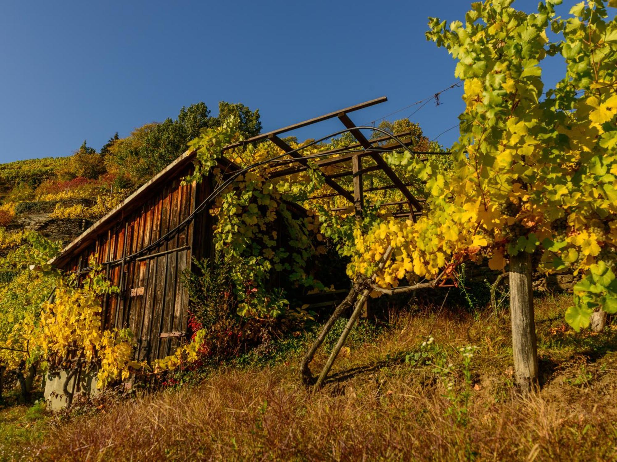 Gaestehaus Familie Trachsler Hotel Rohrendorf bei Krems Buitenkant foto